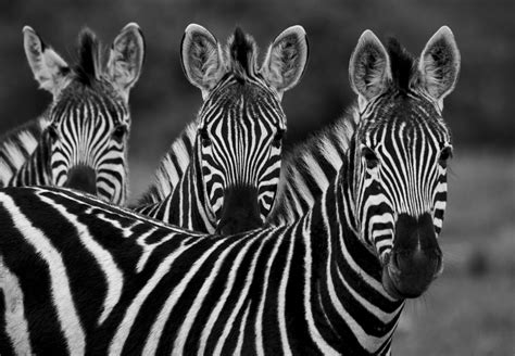 Zebra guide: species facts, where they live and migration - Discover Wildlife