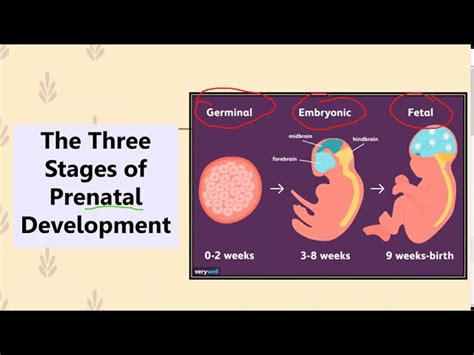 Prenatal Development Chart Poster Laminated Ubicaciondepersonas Cdmx 15708 Hot Sex Picture