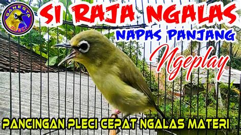 Burung Pleci Raja Ngalas Napas Panjang Memancing Semua Pleci Ikut