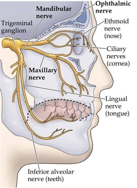 Dentaltown - The trigeminal nerve, a.k.a. the fifth cranial nerve, or ...