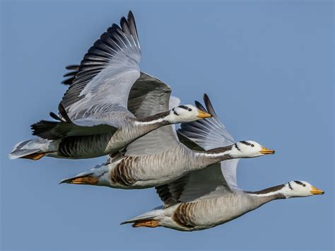 1700 Migratory Birds Found Dead In Himachal Pradesh S Kangra Pragativadi