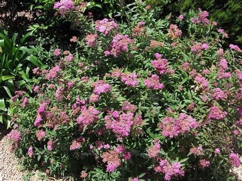 SPIRAEA japonica Anthony Waterer Spirée japonaise naine rose