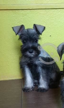 Schnauzer Miniatura Cachorro Anuncios Octubre Clasf