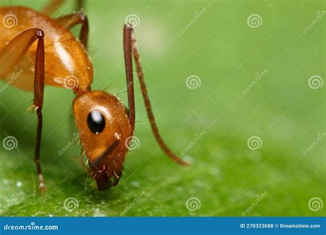 Macro Foto De Formiga Em Cima De Uma Folha Foto De Stock Imagem De