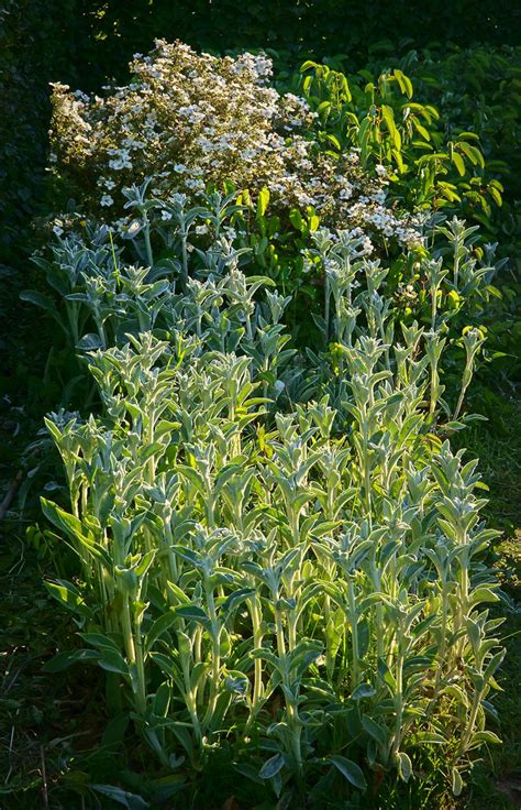 Stachys Sony Rx Mark Iv Zeiss Vario Sonar Mm Janter Flickr