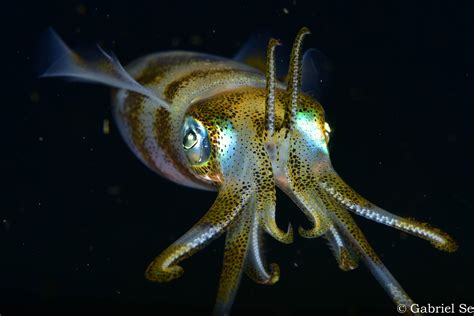 Squid Close-up! : r/underwaterphotography