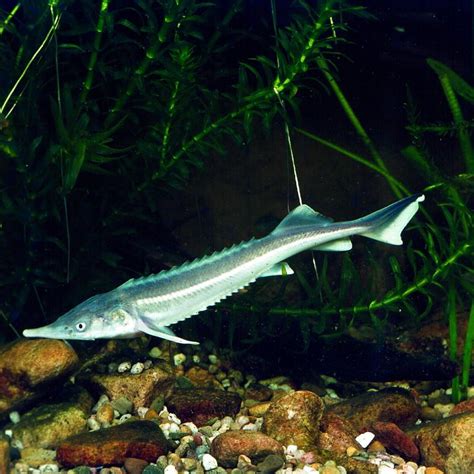 Acipenser stellatus - Aqualog.de