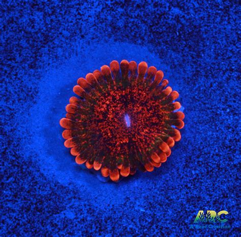 Speckled Krak Zoa A Reef Creation