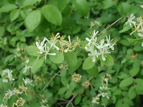 Asian Honeysuckle Poison Ivy Patrol Specialty Landscaping Invasive