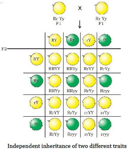 Ncert Solutions For Class 10 Science Chapter 9 Heredity And Evolution