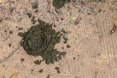 Premium Photo A Pile Of Horse Poop On The Ground