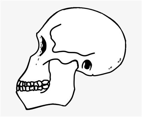 Rudolfensis Skull - Homo Habilis Skull - 650x600 PNG Download - PNGkit