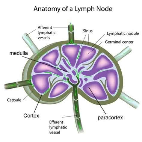 Lymph Node Anatomy Diagram