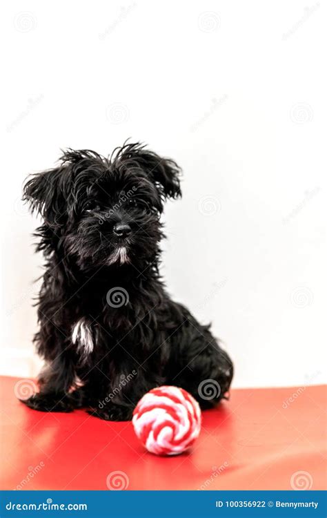 Maltese Black Dog Stock Photo Image Of Mammal Little 100356922