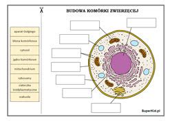 Biologia Dopasuj Etykietki SuperKid