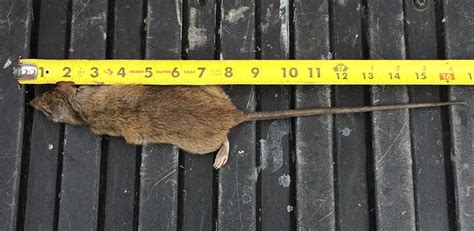 Rodents Mice And Rats In Orange County Orange County Pest Control