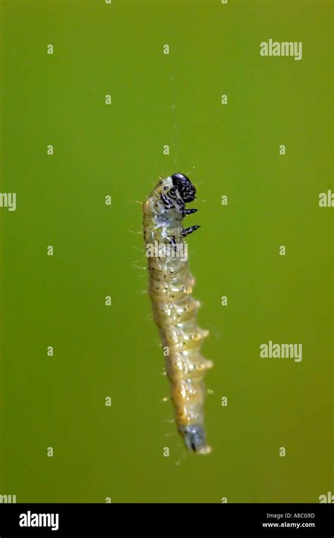 Tortrix Moth Caterpillar Hi Res Stock Photography And Images Alamy