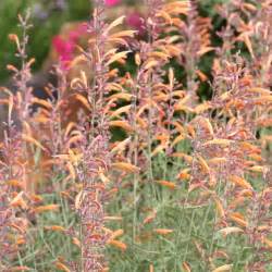 Plantes Vivaces AGASTACHE rupestris - Agastache rupestre en vente ...