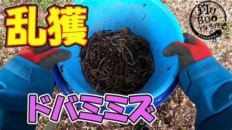 乱獲 ドバミミズ うなぎ釣りの最高のエサ、0円エサ。最強エサ。居る場所、捕り方、保管方法など。 Youtube