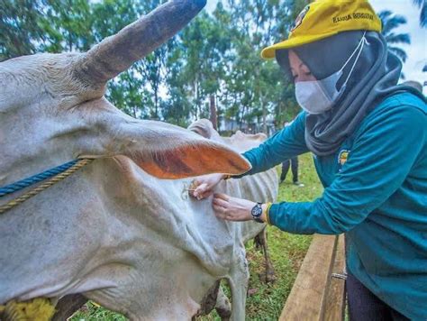 Distanak Kukar Ambil Sample Darah Ratusan Ekor Sapi Jelang Ramadan