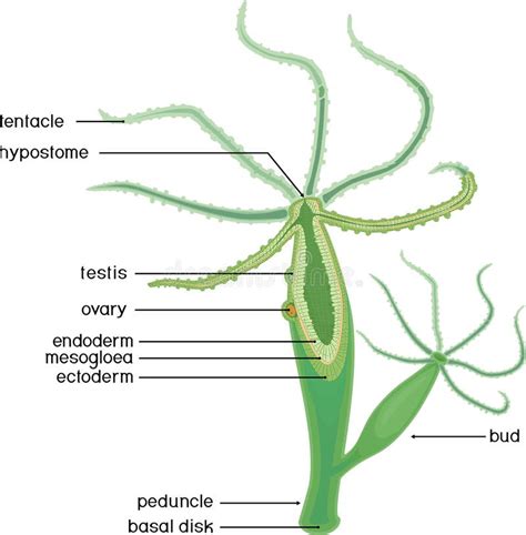 Structure of Hydra. Cross-section of Hydra Polyp Stock Vector ...