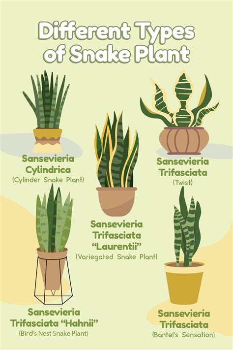 Different Types of Snake Plants