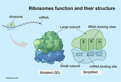 Which organelle makes the proteins that are needed by the cell? - Dr ...