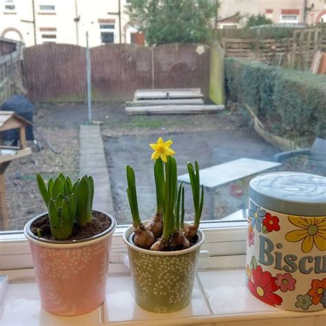 Our First Daffodil Daffodils Planters Planter Pots