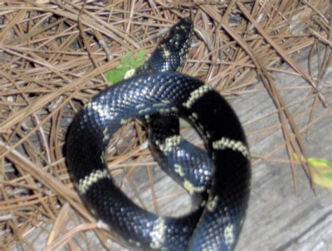 File:Yellow striped black snake.jpg