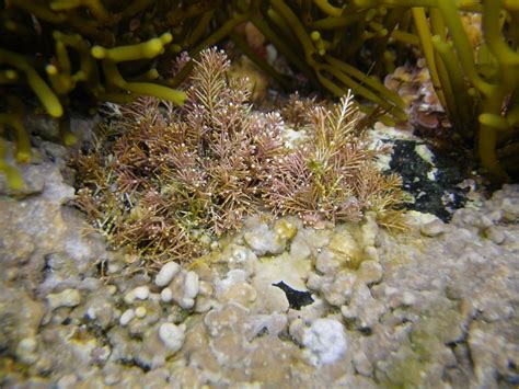 Corallina Officinalis Cornwall 2013 RainbowNature Flickr