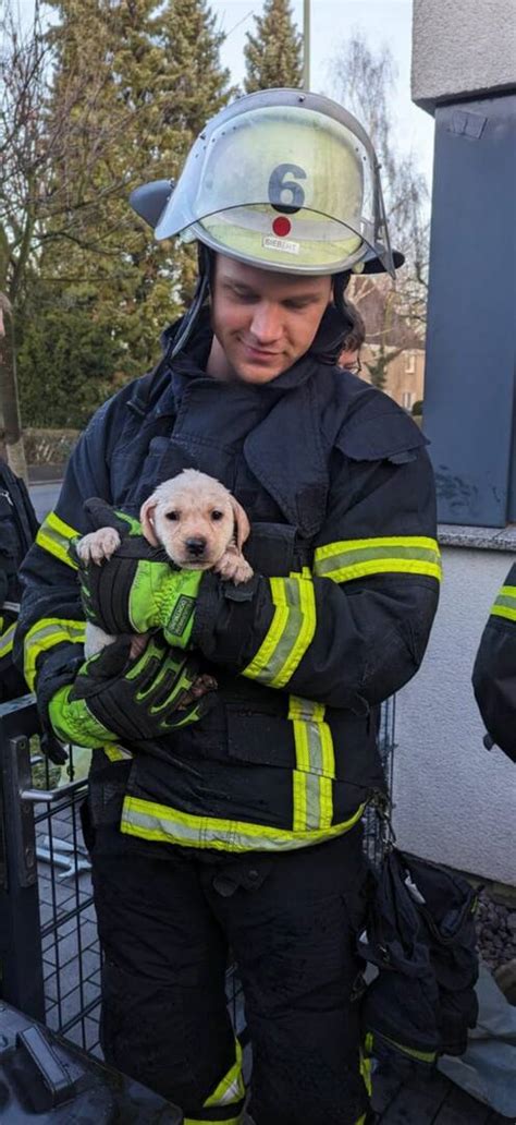 Feuerwehr Rettet Innerhalb Von Zwei Stunden 10 Hunde