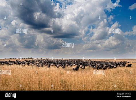 Water Buffalo Gather Together During The Migration Kenya Stock Photo