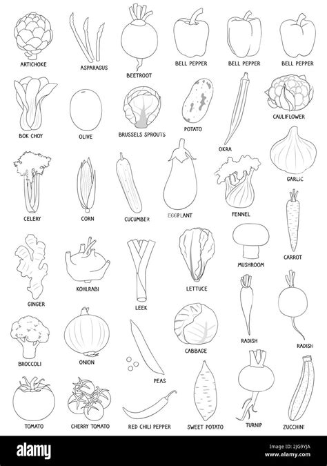 Collection Of Various Hand Drawn Vegetables Black Outlines Isolated On