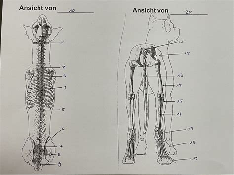 Anatomie Hund Skelett Von Oben Und Hinten Diagram Quizlet