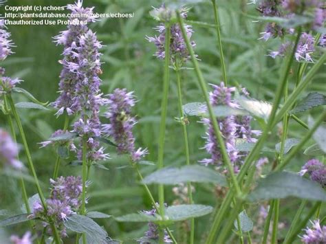 Plantfiles Pictures Agastache Species Anise Hyssop Giant Hyssop