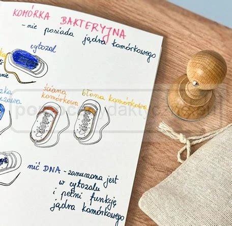 Stempel biologia model 3D budowy komórki bakteryjnej