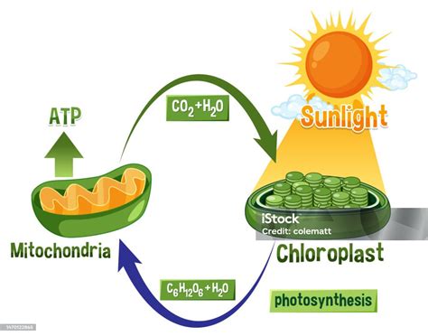 Photosynthesis And Cellular Respiration Diagram Stock Illustration ...