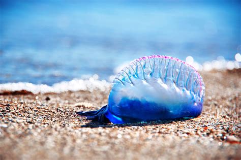 Portuguese Man O War Facts Habitat Diet Conservation And More