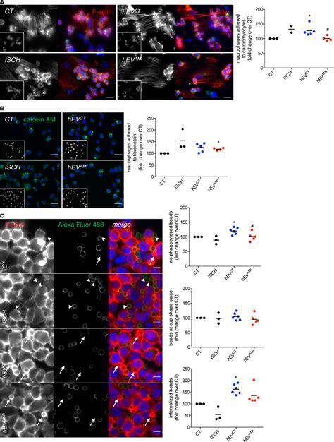 Circulating Human Evs Modulate Cell‐cell Cell‐matrix Adhesion And