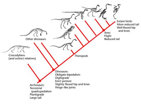 Paleontology Evolution