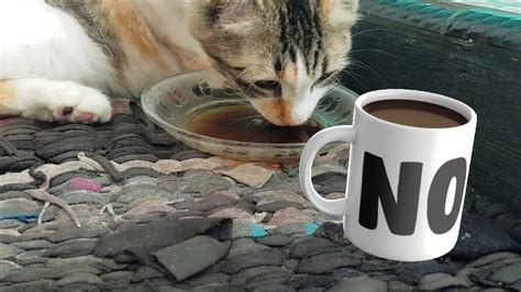 Kucingku Senang Banget Sama Kopi Kucing Bubu Doyan Minum Kopi Youtube