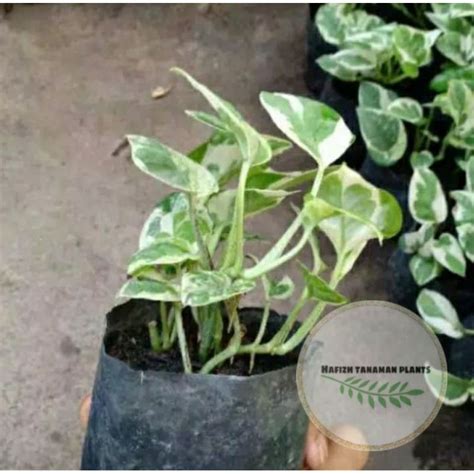 Jual Tanaman Sirih Hias Gantung Sirih Gading Epipremnum Enjoy Pothos