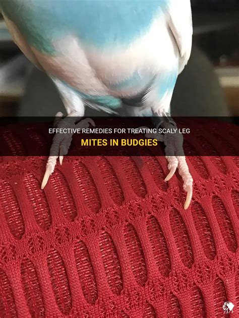 Effective Remedies For Treating Scaly Leg Mites In Budgies Petshun