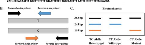 [pdf] Development Of Tetra Primer Amplification Refractory Mutation System Arms Pcr For