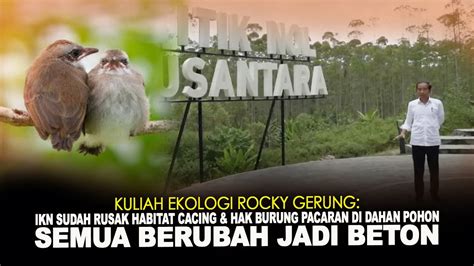 Ikn Rusak Habitat Cacing Dan Hak Burung Pacaran Di Dahan Pohon Semua