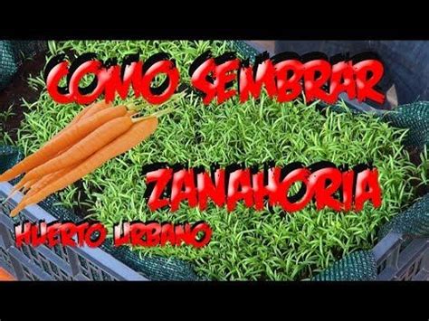 Como Sembrar Zanahorias En El Huerto Urbano La Huertina De Toni