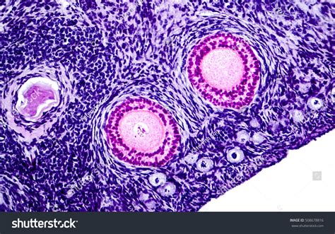 Ovarian Follicles Light Microscopy Hematoxylin Eosin Foto Stock