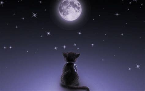 Cat And Moon Wallpapers Top Free Cat And Moon Backgrounds