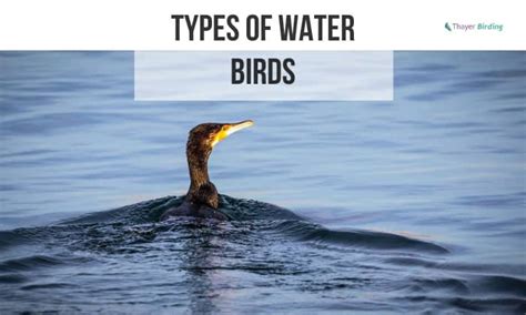 9 Types of Water Birds & How to Identify Them