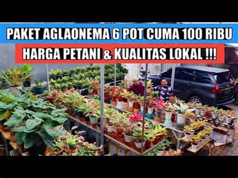 Paket Aglaonema Pot Cuma Rb Harga Petani Kualitas Lokal